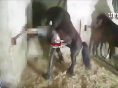 Most Relevant Videos - cougar and animal - ZooSkool Videos - Bestiality sex