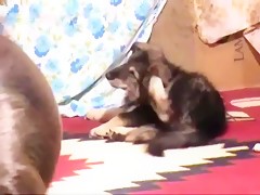 big dog cock fuck a sweet pussy 