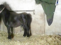 AOZ - ANNALENA RELOADED