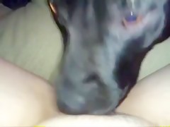 Drinking from dog cock