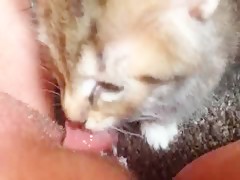 Cat lick cunt