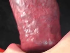 Queen of dog blowjobs  23