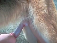 Queen of dog blowjobs  24