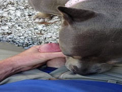 Neighbors Dog Lickjob