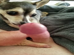 She Loves to Lick My Hard Cock