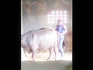 Cow Video Xxx - Men Sex a Cow And Buffalo