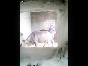 Xxxcaw - Buffalo fuck - ZooSkool Videos - Bestiality sex