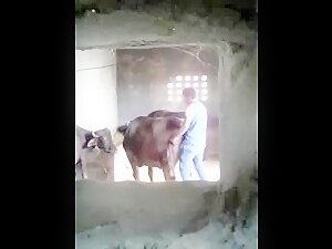 Buffalo Sex Porn - Buffalo fuck - ZooSkool Videos - Bestiality sex