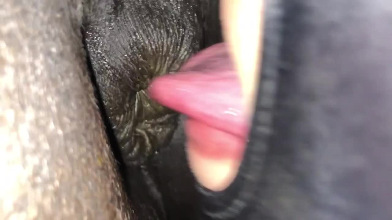 Mare Anal Porn - LoveforHorses - Episode 1 My first Horse butt (Extended version) - ZooSkool  Videos - Bestiality sex