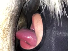 Horse Sex Girls Butthole - LoveforHorses - Episode 1 My first Horse butt (Extended version) - ZooSkool  Videos - Bestiality sex