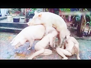 300px x 225px - Animal Orgy - ZooSkool Videos - Bestiality sex