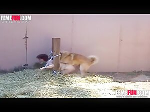 Animal Bdsm Porn - Bestiality Bdsm - ZooSkool Videos - Bestiality sex