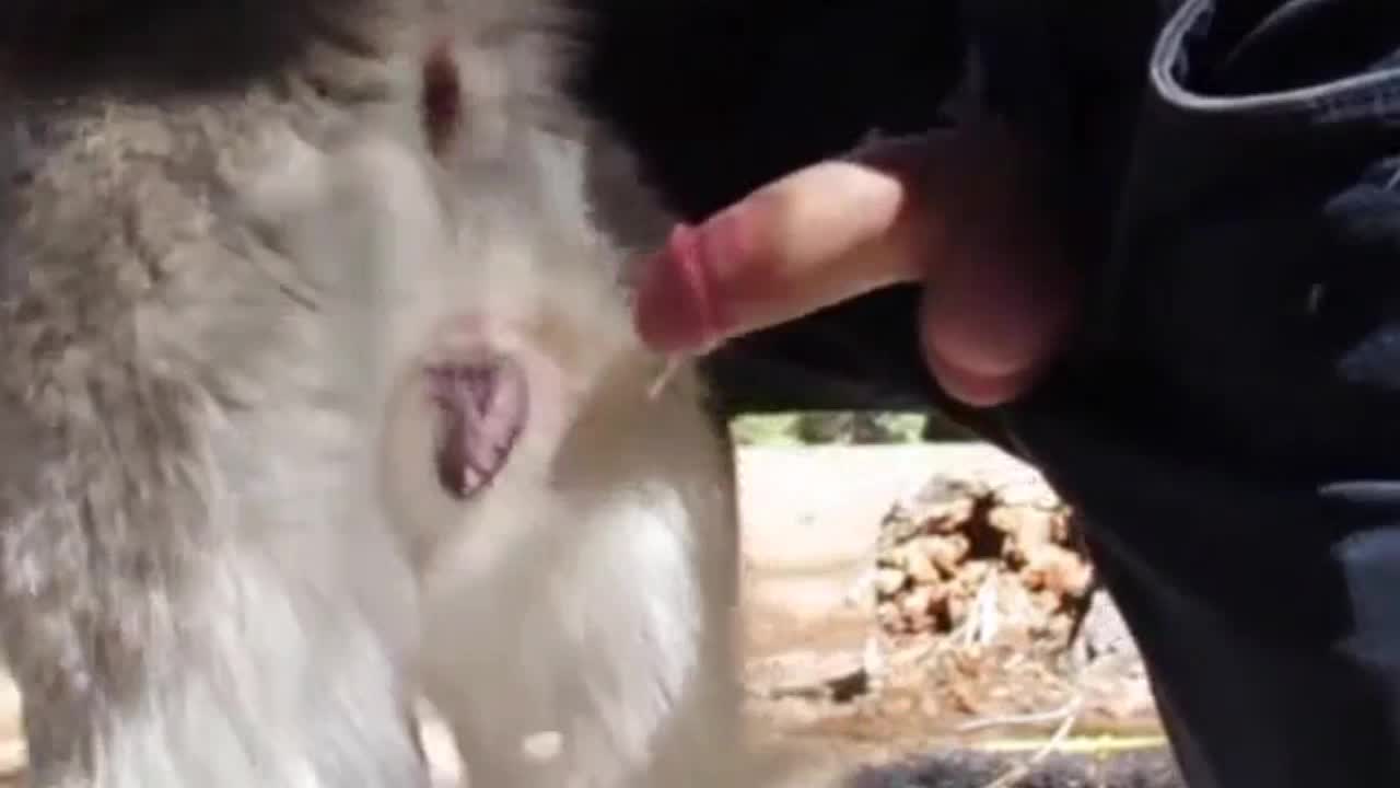 Man cums inside a female husky
