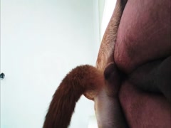 gay anal knot dog 01