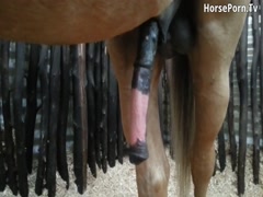 Horse hard on