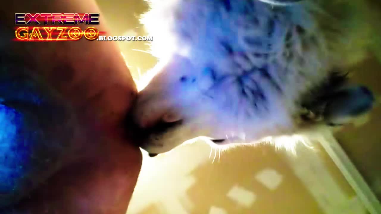 Gay knot compilation 2021 pt 1 - ZooSkool Videos - Bestiality sex