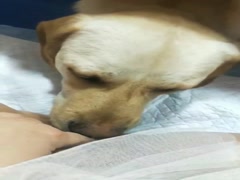 出国内人寿资源Q252732775