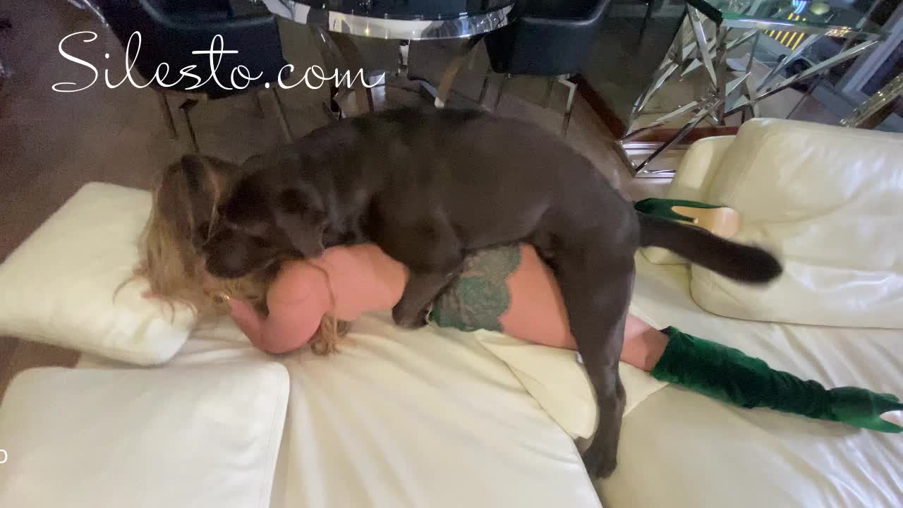 Veronica silesto golden party