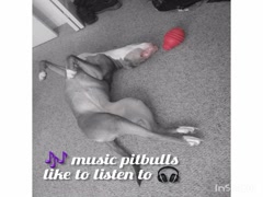 Music titled 'Dogs like Toyz'