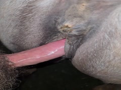 Mares Sloppy Pussy getting bred