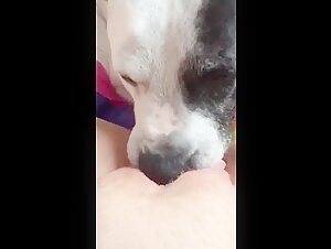 dog licking pretty pussy