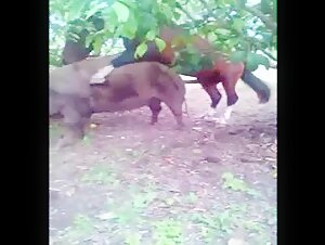 caballo fodendo porco