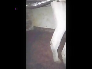 ZooGay - ZooSkool Videos - Bestiality sex