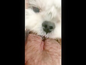 Dog licking pussy deep