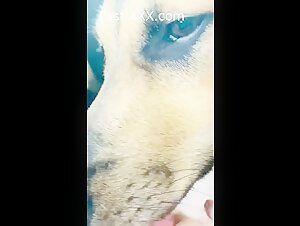 Dog licks pussy in car