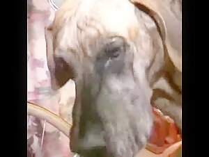 Casal Fazendo Video Amador De Sexo Com Cachorro