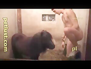 caballo pequeño gran polla