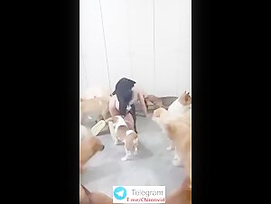 Chinese dog sex whole collection 2