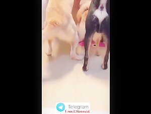 Chinese mom rewarding her dogs 1