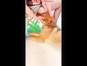 Asian dog farm part 2