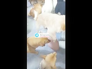 Asian washroom dog party 2