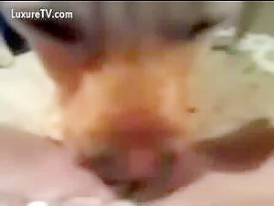 orgasm while licking