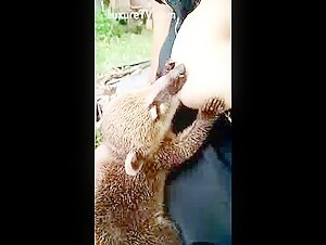 Breastfeeding coati