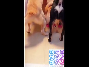 DOg gangbang room 2
