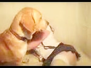 women suck a dog