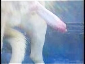 doggy dick squirting cum