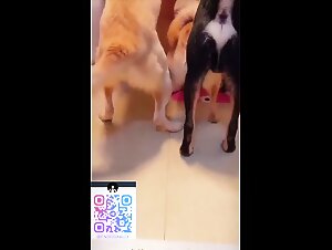 dog group sex one woman