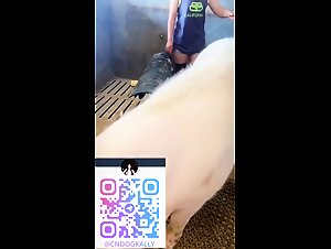 Chinese PIG show collection